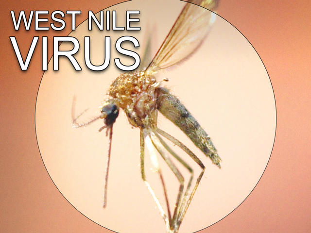 Third Time West Nile Virus samples test positive in Colleyville