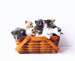Kitten Surge in Grapevine